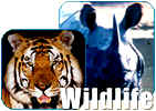 India wild life tours,wild life tour in himalaya,garhwal wild life tours,wild life of india